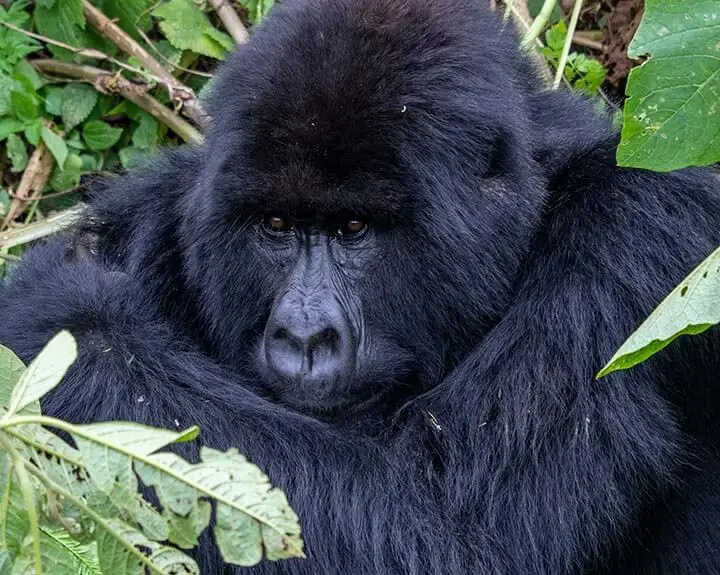 Close up photo of  a gorilla